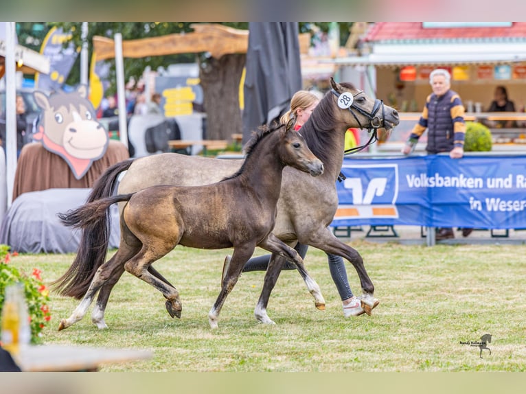 Kuc walijski sekcji B Ogier Źrebak (05/2025) Gniada in WardenburgWardenburg