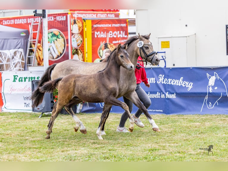 Kuc walijski sekcji B Ogier Źrebak (05/2025) Gniada in WardenburgWardenburg
