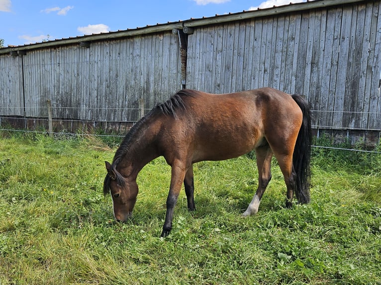 Kuc walijski sekcji B Wałach 10 lat 129 cm Gniada in Landscheid