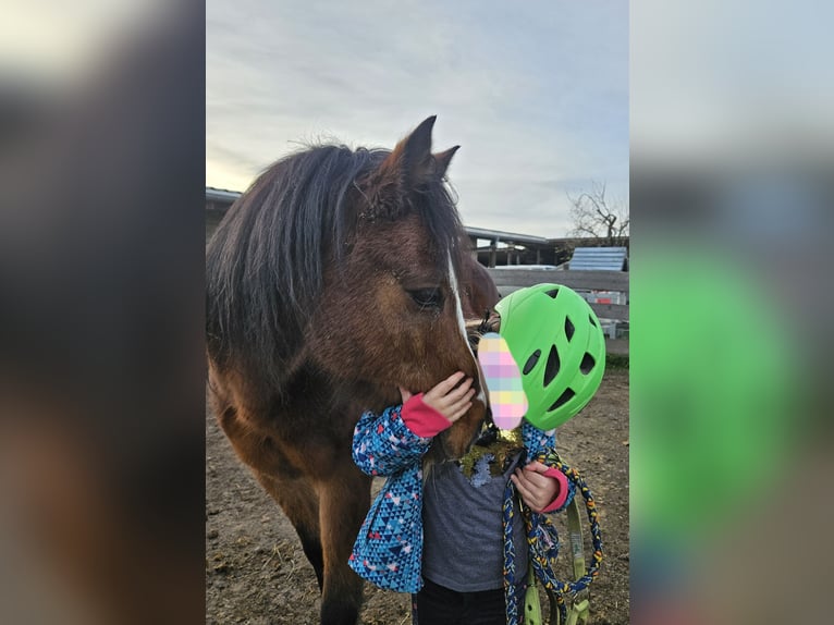 Kuc walijski sekcji B Wałach 10 lat 129 cm Gniada in Landscheid