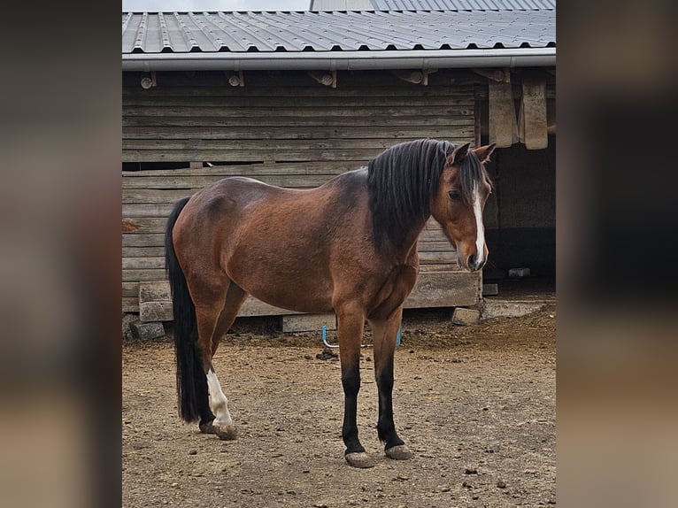 Kuc walijski sekcji B Wałach 10 lat 129 cm Gniada in Landscheid