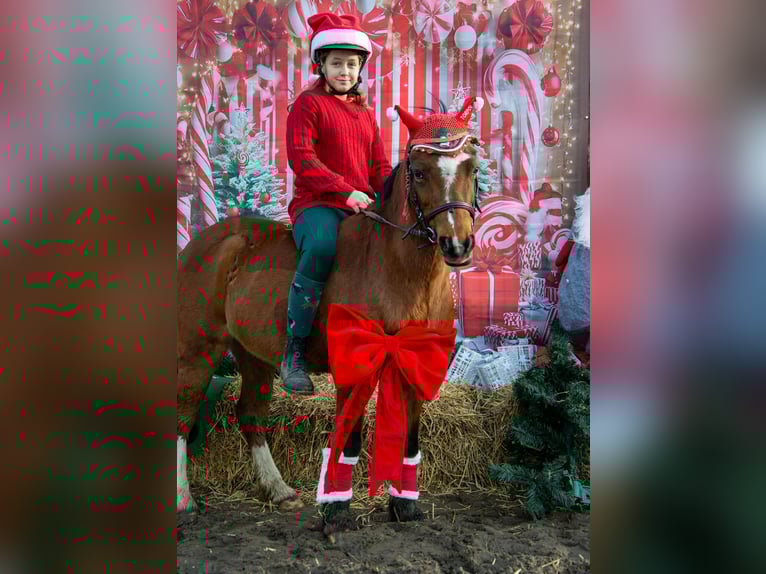 Kuc walijski sekcji B Wałach 10 lat 130 cm Gniada in Żnin