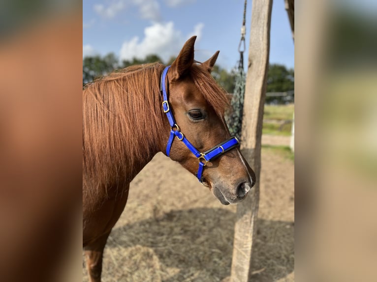 Kuc walijski sekcji B Wałach 10 lat 135 cm Kasztanowata in Hollenstedt