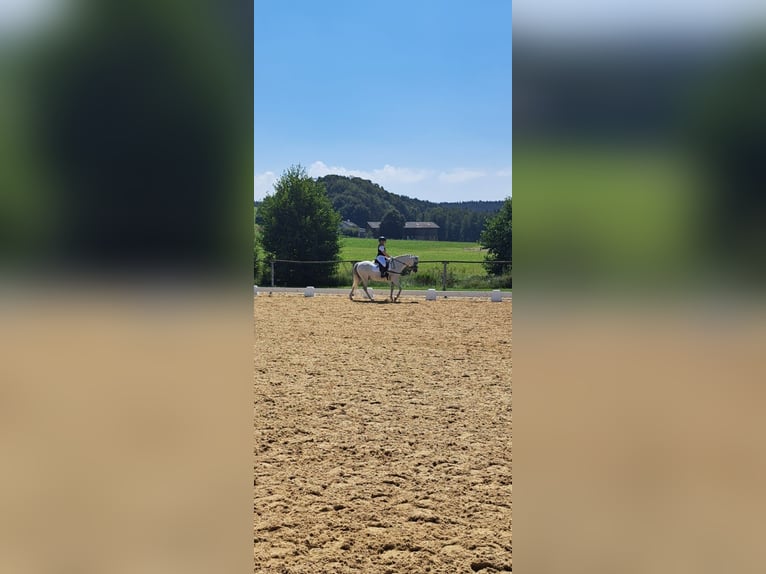 Kuc walijski sekcji B Wałach 11 lat 136 cm Siwa in Aichstetten