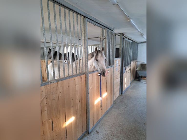 Kuc walijski sekcji B Wałach 11 lat 136 cm Siwa in Aichstetten