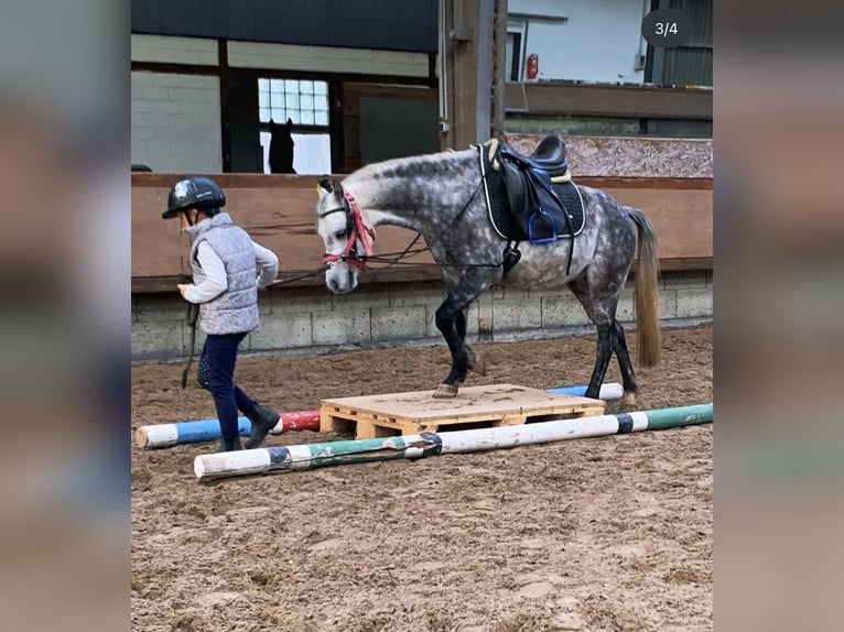 Kuc walijski sekcji B Wałach 12 lat 130 cm Siwa in Neulingen
