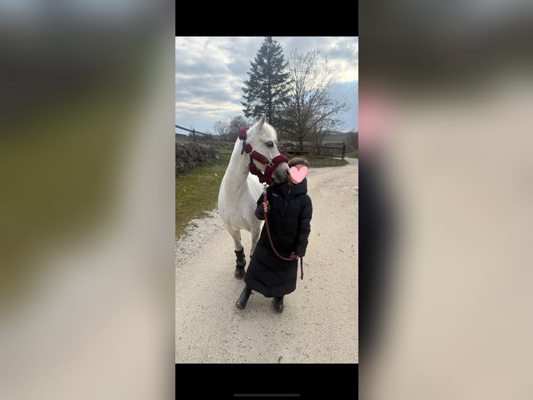 Kuc walijski sekcji B Mix Wałach 12 lat 131 cm Siwa jabłkowita in Ulm