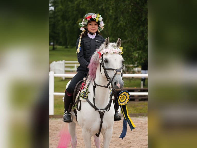 Kuc walijski sekcji B Wałach 12 lat 136 cm Siwa in Klippan