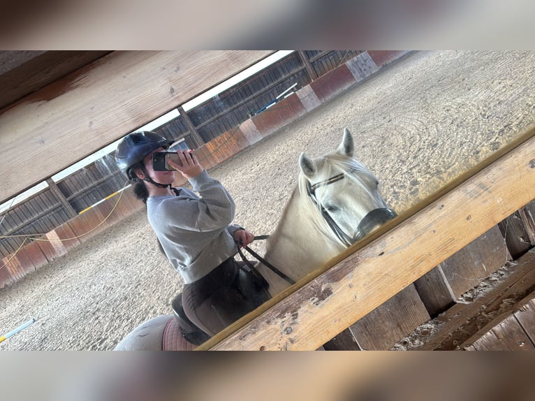 Kuc walijski sekcji B Wałach 12 lat 140 cm Siwa in Hohenm&#xF6;lsen