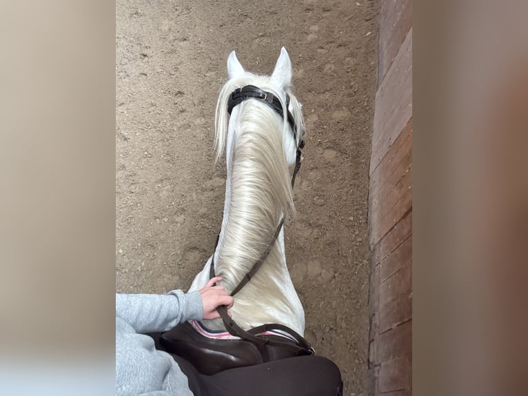 Kuc walijski sekcji B Wałach 12 lat 140 cm Siwa in Hohenm&#xF6;lsen