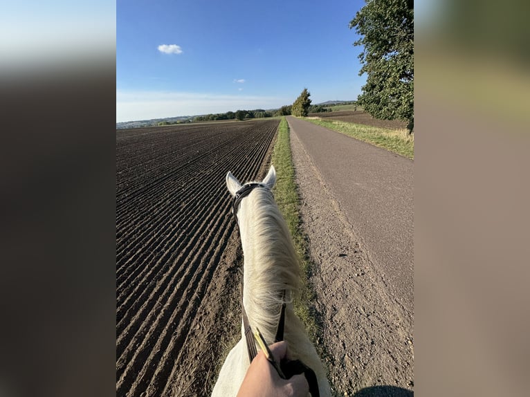 Kuc walijski sekcji B Wałach 12 lat 140 cm Siwa in Hohenm&#xF6;lsen