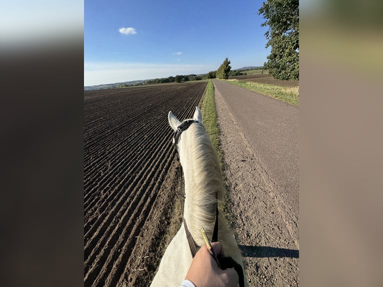 Kuc walijski sekcji B Wałach 12 lat 140 cm Siwa in Hohenm&#xF6;lsen