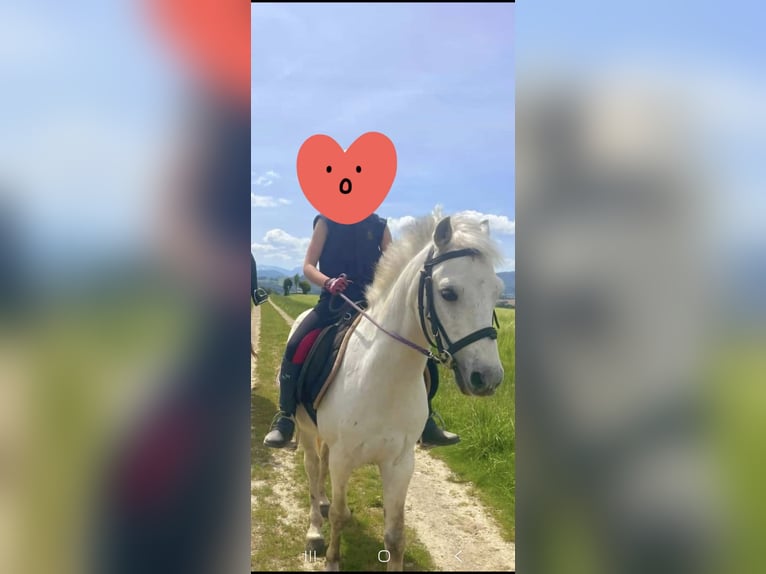 Kuc walijski sekcji B Mix Wałach 13 lat 123 cm Siwa in Bad Hall