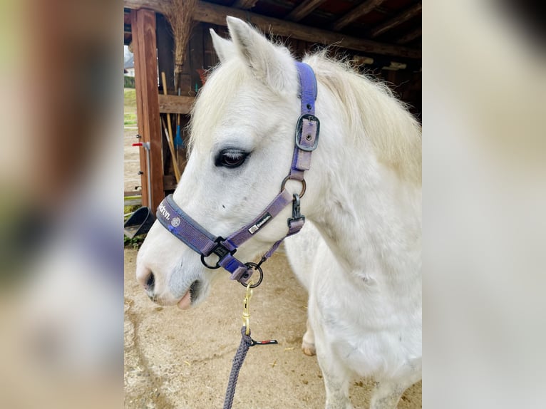 Kuc walijski sekcji B Mix Wałach 13 lat 130 cm Siwa jabłkowita in Schopfheim