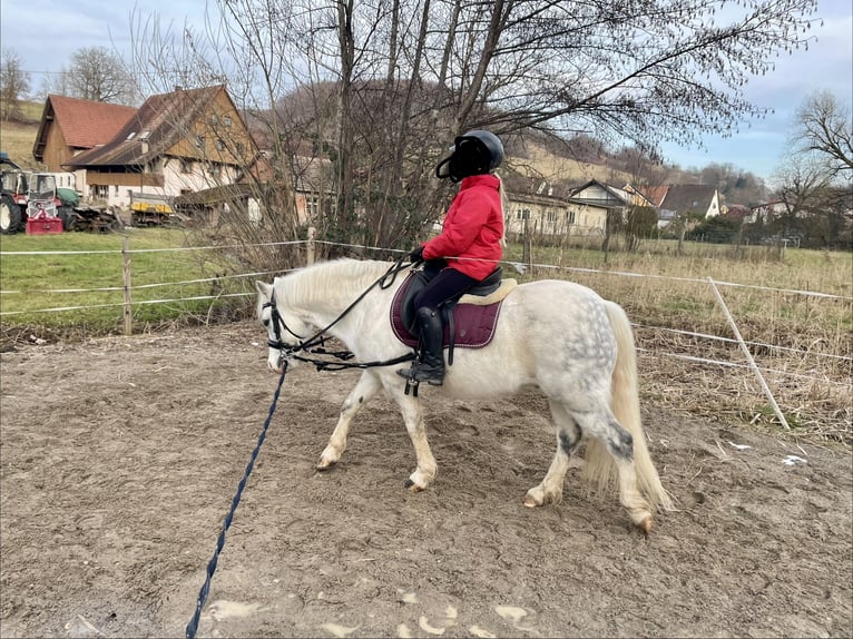 Kuc walijski sekcji B Mix Wałach 13 lat 130 cm Siwa jabłkowita in Schopfheim