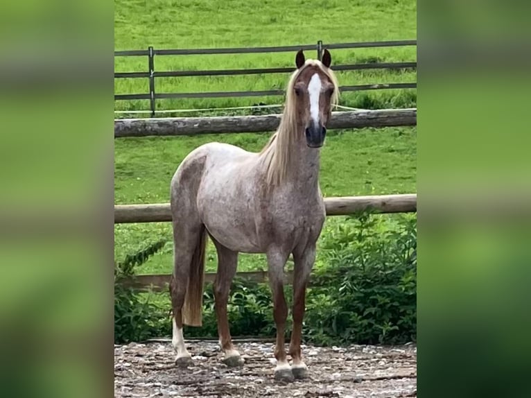 Kuc walijski sekcji B Wałach 13 lat 132 cm in Dietikon