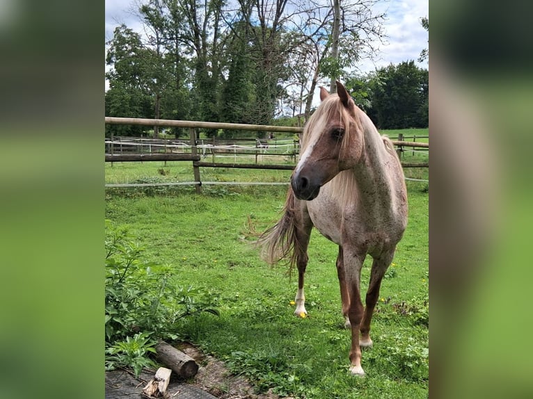 Kuc walijski sekcji B Wałach 13 lat 132 cm in Dietikon
