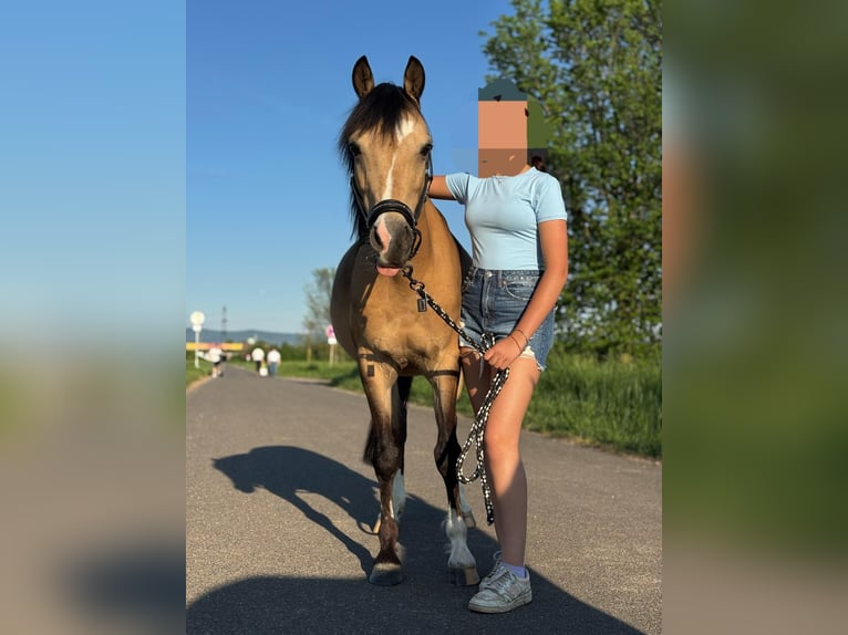 Kuc walijski sekcji B Wałach 13 lat 135 cm Bułana in Otterstadt