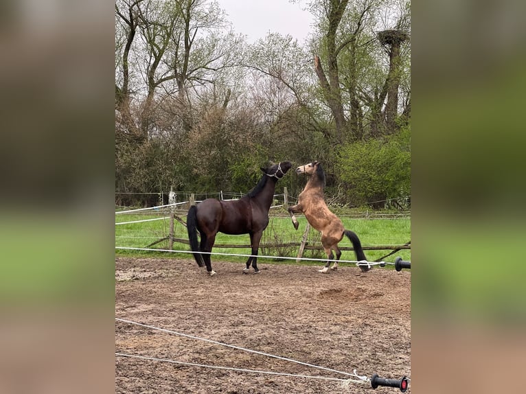 Kuc walijski sekcji B Wałach 13 lat 135 cm Bułana in Otterstadt