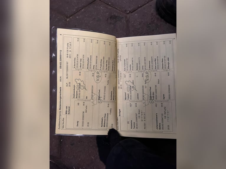 Kuc walijski sekcji B Wałach 13 lat 139 cm Kasztanowata in Wahlstedt