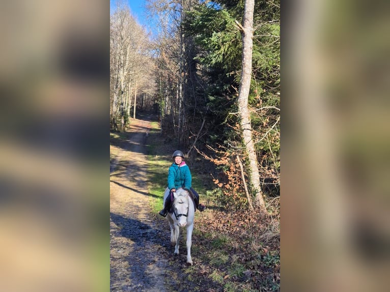 Kuc walijski sekcji B Wałach 15 lat 120 cm Cremello in Meinisberg