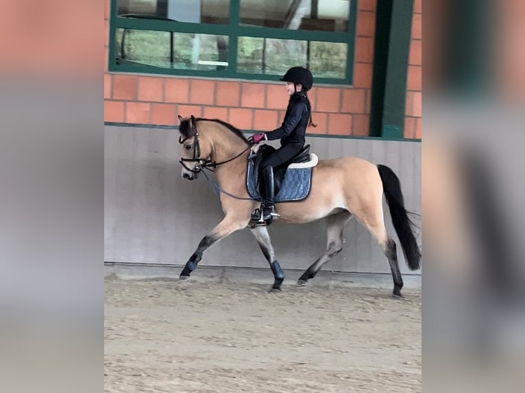 Kuc walijski sekcji B Wałach 15 lat 130 cm Bułana in Greiling
