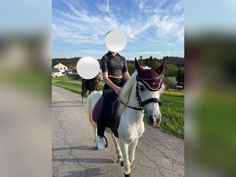 Kuc walijski sekcji B Mix Wałach 16 lat 118 cm Siwa in Wittibreut