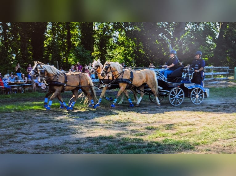 Kuc walijski sekcji B Wałach 16 lat 134 cm Izabelowata in Bad Sulza
