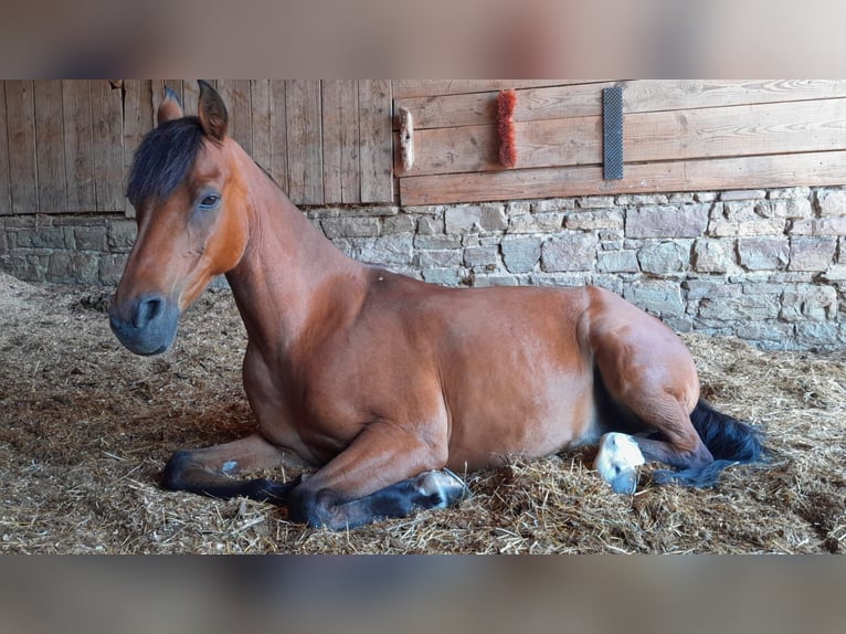 Kuc walijski sekcji B Mix Wałach 16 lat 136 cm Gniada in Ruppichteroth