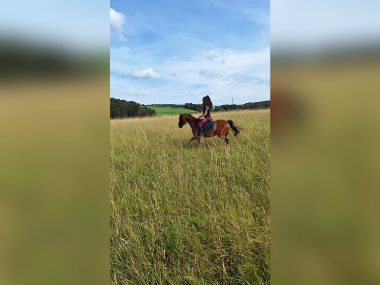 Kuc walijski sekcji B Mix Wałach 16 lat 136 cm Gniada in Ruppichteroth