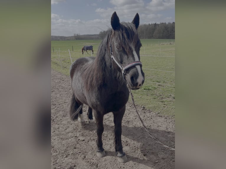 Kuc walijski sekcji B Wałach 16 lat 138 cm Kara in Botelsdorf