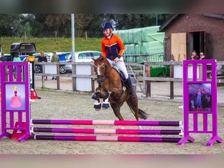 Kuc walijski sekcji B Wałach 17 lat 130 cm Kasztanowata in Hengelo (Gld)