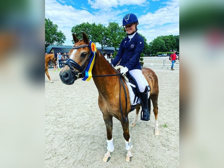 Kuc walijski sekcji B Wałach 17 lat 130 cm Kasztanowata in Hengelo (Gld)