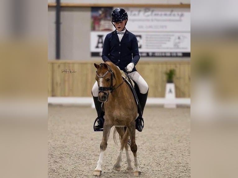 Kuc walijski sekcji B Wałach 17 lat 130 cm Kasztanowata in Hengelo (Gld)