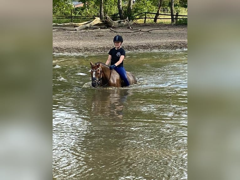 Kuc walijski sekcji B Wałach 17 lat 130 cm Kasztanowata in Hengelo (Gld)