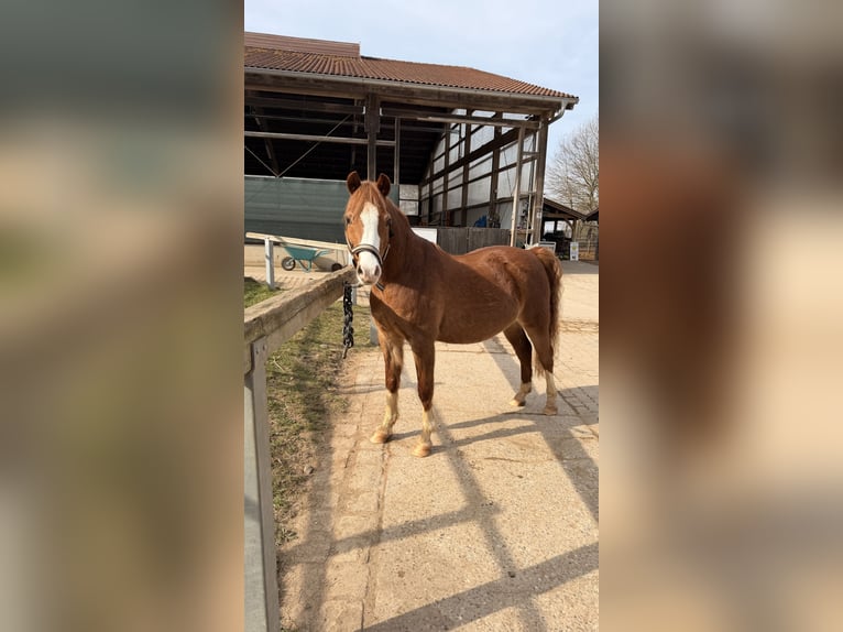 Kuc walijski sekcji B Wałach 17 lat 132 cm Kasztanowata in Röttenbach
