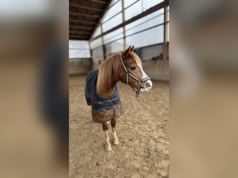 Kuc walijski sekcji B Wałach 17 lat 132 cm Kasztanowata in Röttenbach
