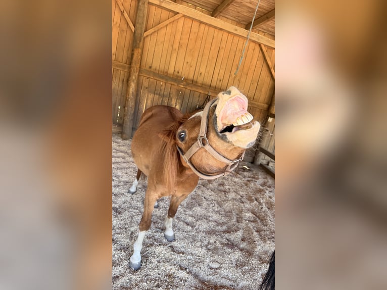 Kuc walijski sekcji B Wałach 17 lat 132 cm Kasztanowata in Röttenbach