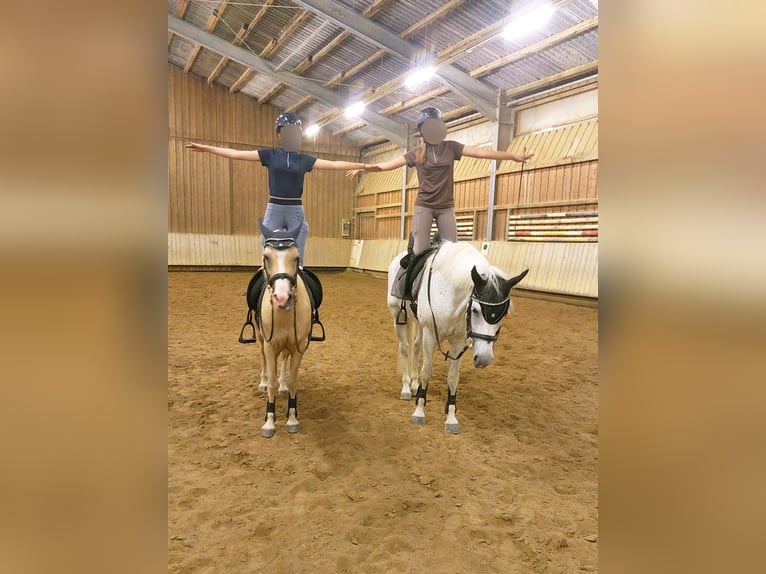 Kuc walijski sekcji B Mix Wałach 17 lat 135 cm Izabelowata in Amtzell