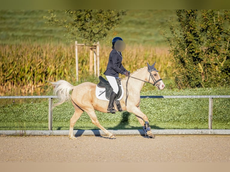 Kuc walijski sekcji B Mix Wałach 17 lat 135 cm Izabelowata in Amtzell