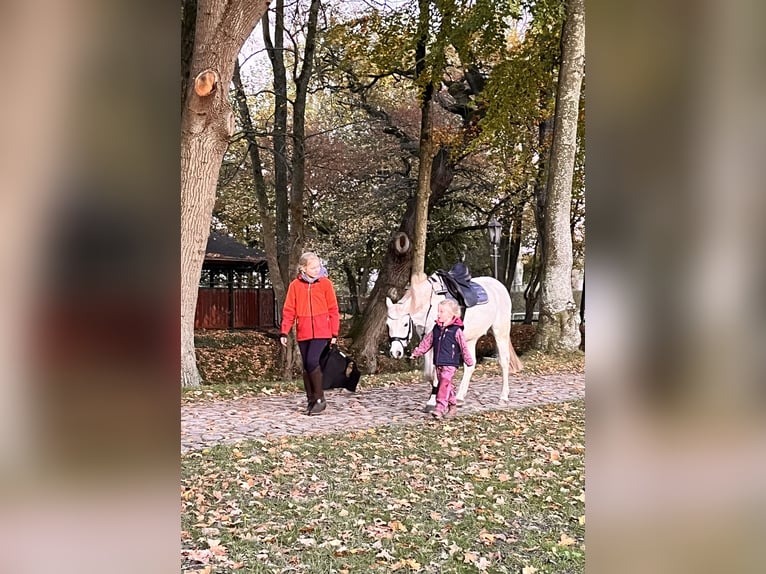Kuc walijski sekcji B Wałach 19 lat 130 cm Siwa in Sehestedt