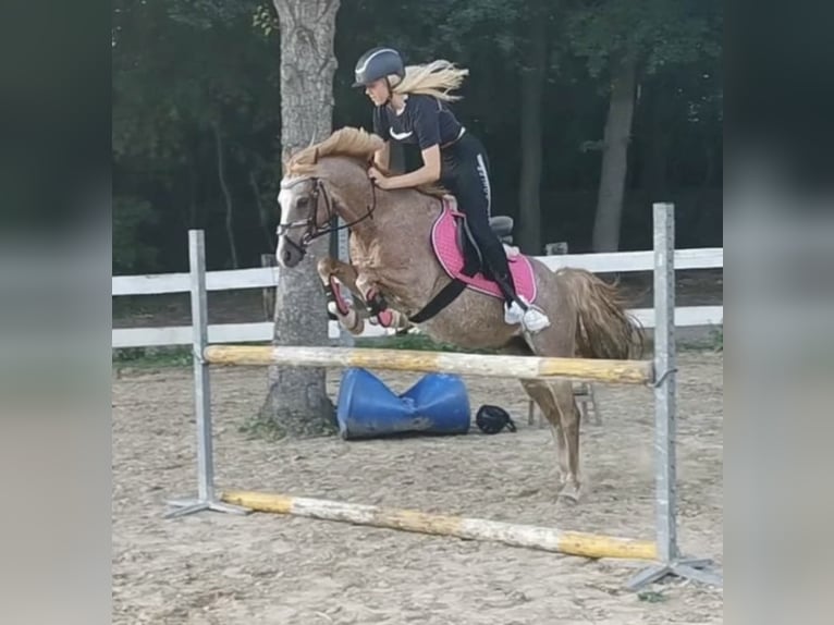 Kuc walijski sekcji B Wałach 19 lat 135 cm Kasztanowatodereszowata in Twist