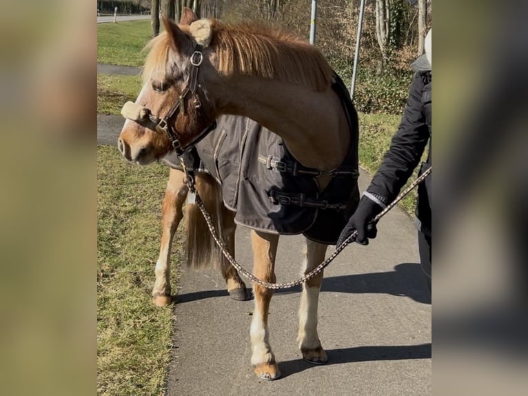 Kuc walijski sekcji B Wałach 19 lat 135 cm Kasztanowatodereszowata in Twist