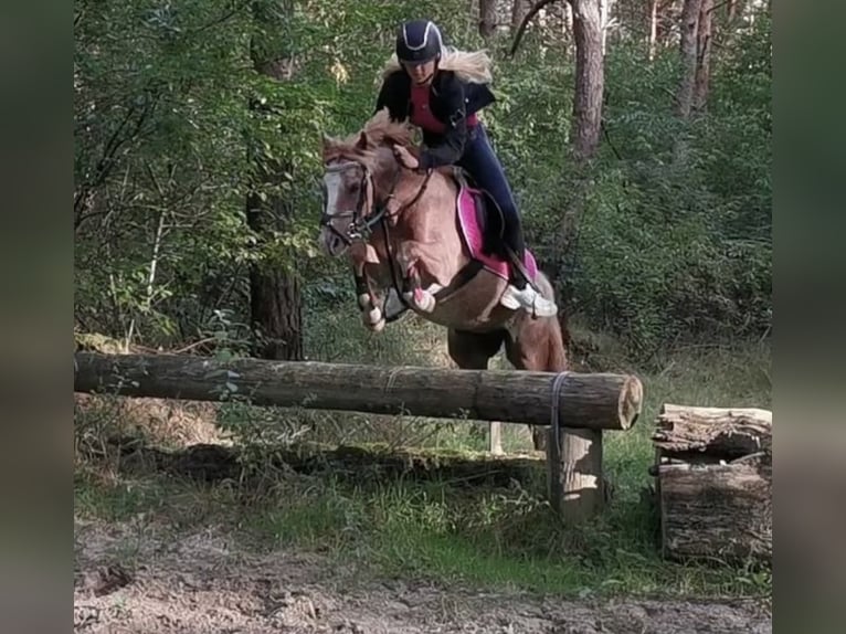 Kuc walijski sekcji B Wałach 19 lat 135 cm Kasztanowatodereszowata in Twist