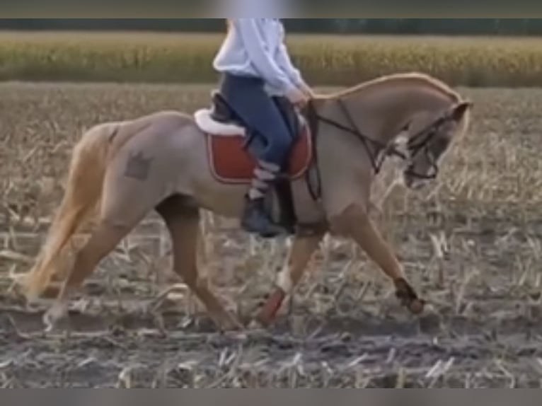 Kuc walijski sekcji B Wałach 19 lat 135 cm Kasztanowatodereszowata in Twist