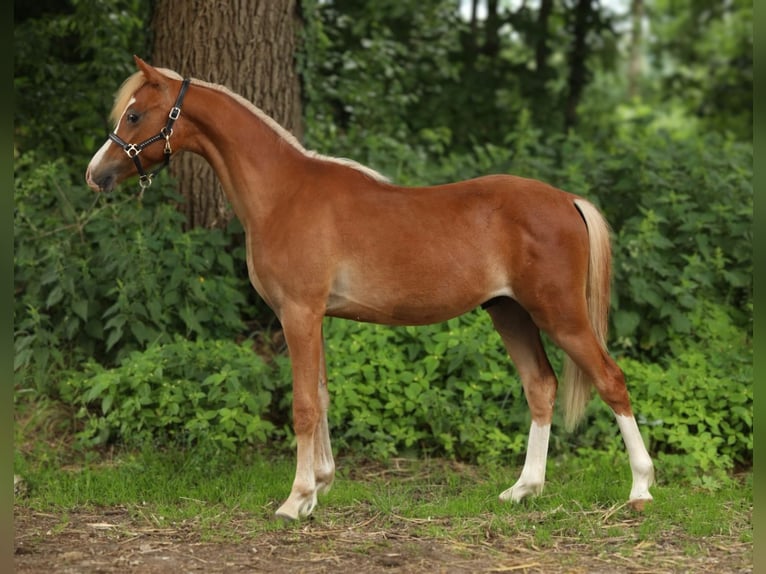 Kuc walijski sekcji B Wałach 1 Rok 127 cm Kasztanowata in Aalten