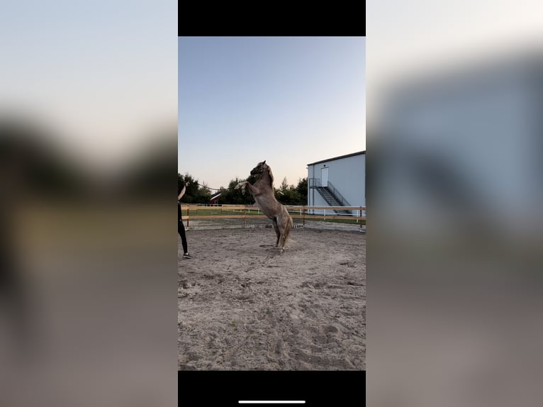 Kuc walijski sekcji B Wałach 20 lat 135 cm Kasztanowatodereszowata in Twist