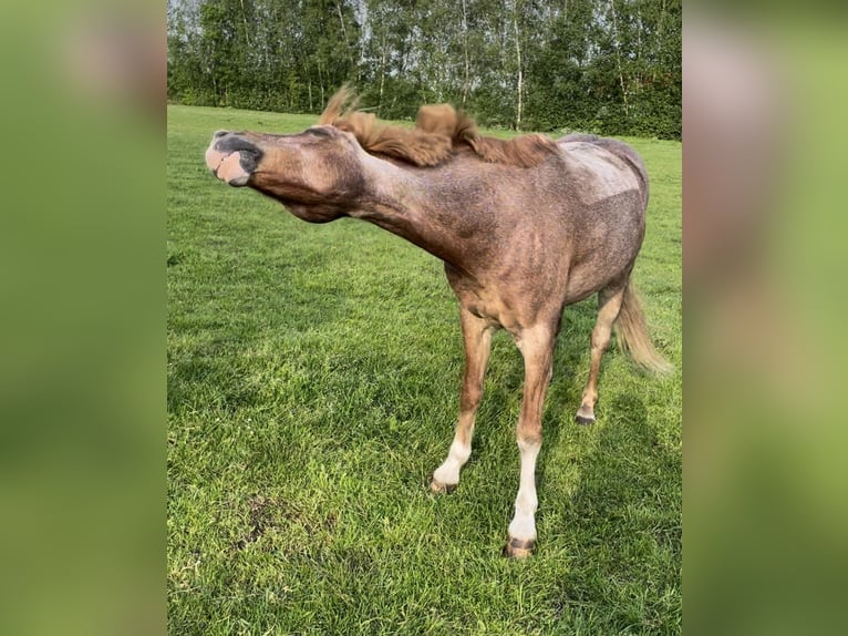 Kuc walijski sekcji B Wałach 20 lat 135 cm Kasztanowatodereszowata in Twist
