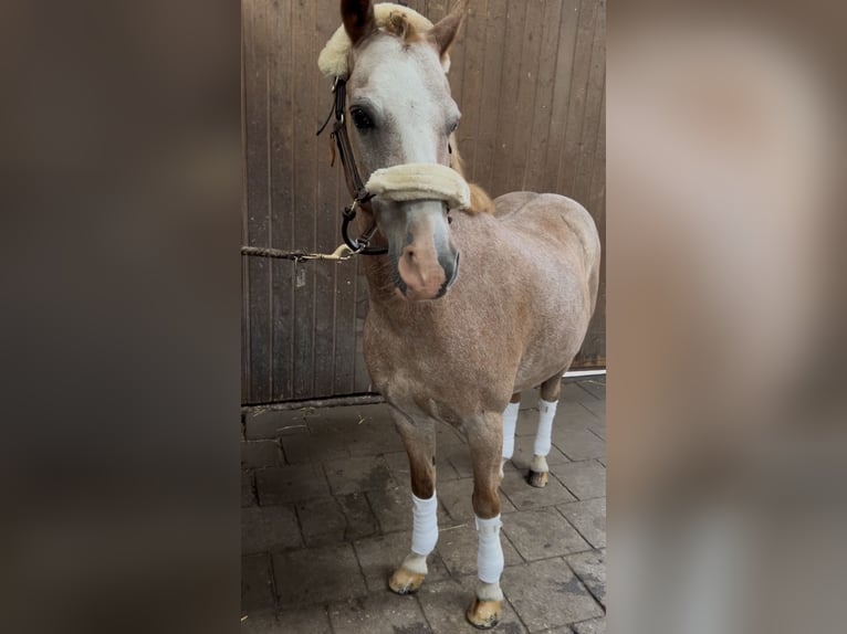 Kuc walijski sekcji B Wałach 20 lat 136 cm Kasztanowatodereszowata in Twist