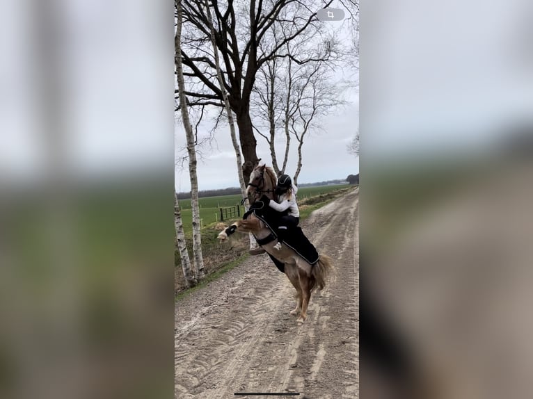 Kuc walijski sekcji B Wałach 20 lat 136 cm Kasztanowatodereszowata in Twist